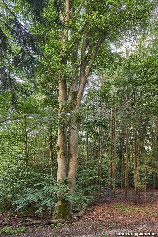 Gemeinde Reischach Landkreis Altötting Wipfelsberg alte Buche (Dirschl Johann) Deutschland AÖ
